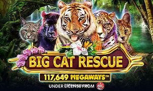 Big Cat Rescue Megaways slot game at 256bet